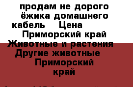 продам не дорого ёжика домашнего кабель  › Цена ­ 3 000 - Приморский край Животные и растения » Другие животные   . Приморский край